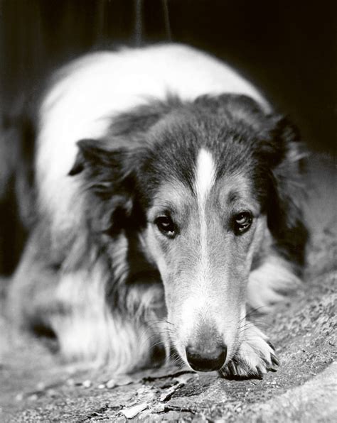 The Magic of Lassie's Legacy: Honoring the Incredible Impact of a Beloved Canine